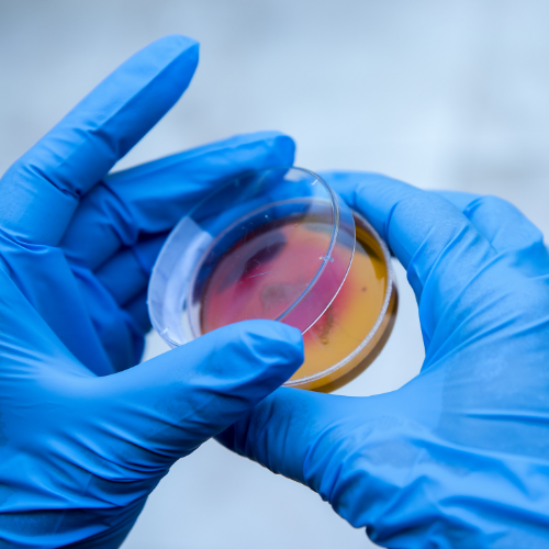Microbial Detection Kits