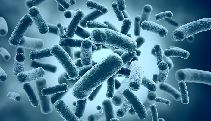 BNCC Plasmids and Competent Cells