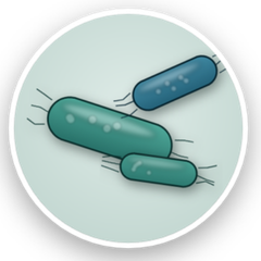 E. coli