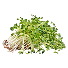 alfalfa