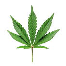 cannabis