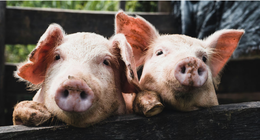 Pig