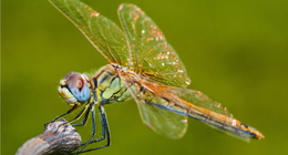 Insect