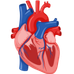 Cardiovascular System