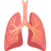 Respiratory System