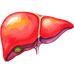 Hepatic & Biliary System