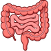 Gastrointestinal System