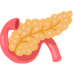 Pancreatic System