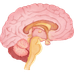 Nervous System