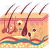 Skin & Integumentary System