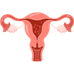 Reproductive System