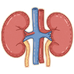 Renal & Urinary System