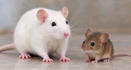 Rat