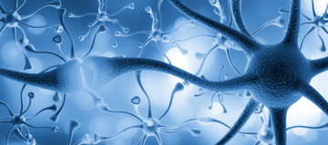 Human | Life Technologies (India) Pvt. Ltd.