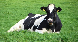Bovine