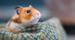 Hamster