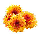 chrysanthemum