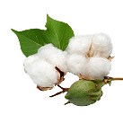 cotton