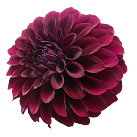 dahlia