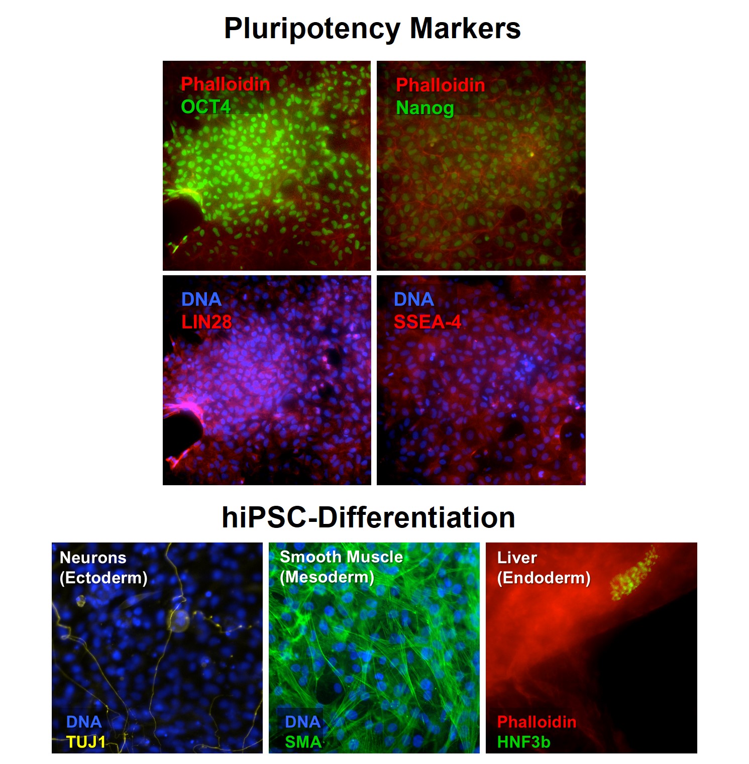 Human Induced Pluripotent Stem Cells: HiPSC | Life Technologies (India ...