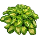 hosta