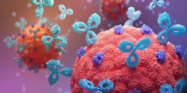 Antibodies