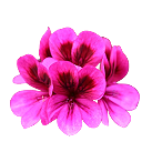 pelargonium