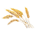 wheat