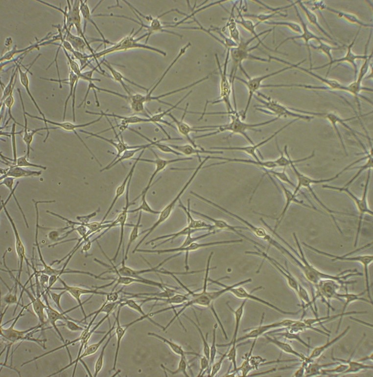 HEM | Primary Human Epidermal Melanocytes | Life Technologies (India ...